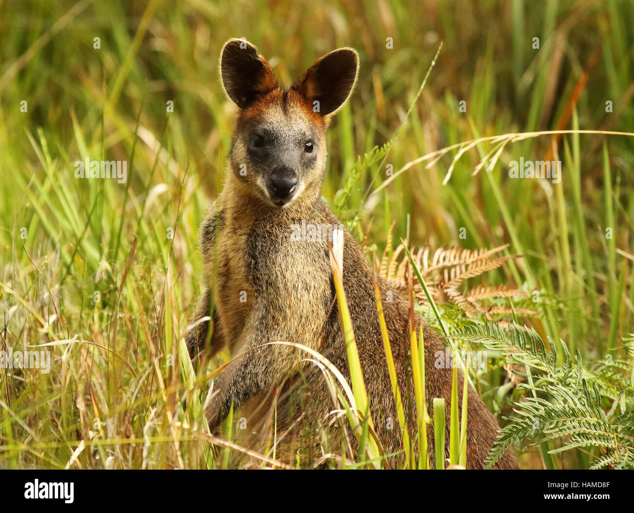 A Blackstriped Wallaby looking up from feeding in an Australian meadow Stock Photo Alamy