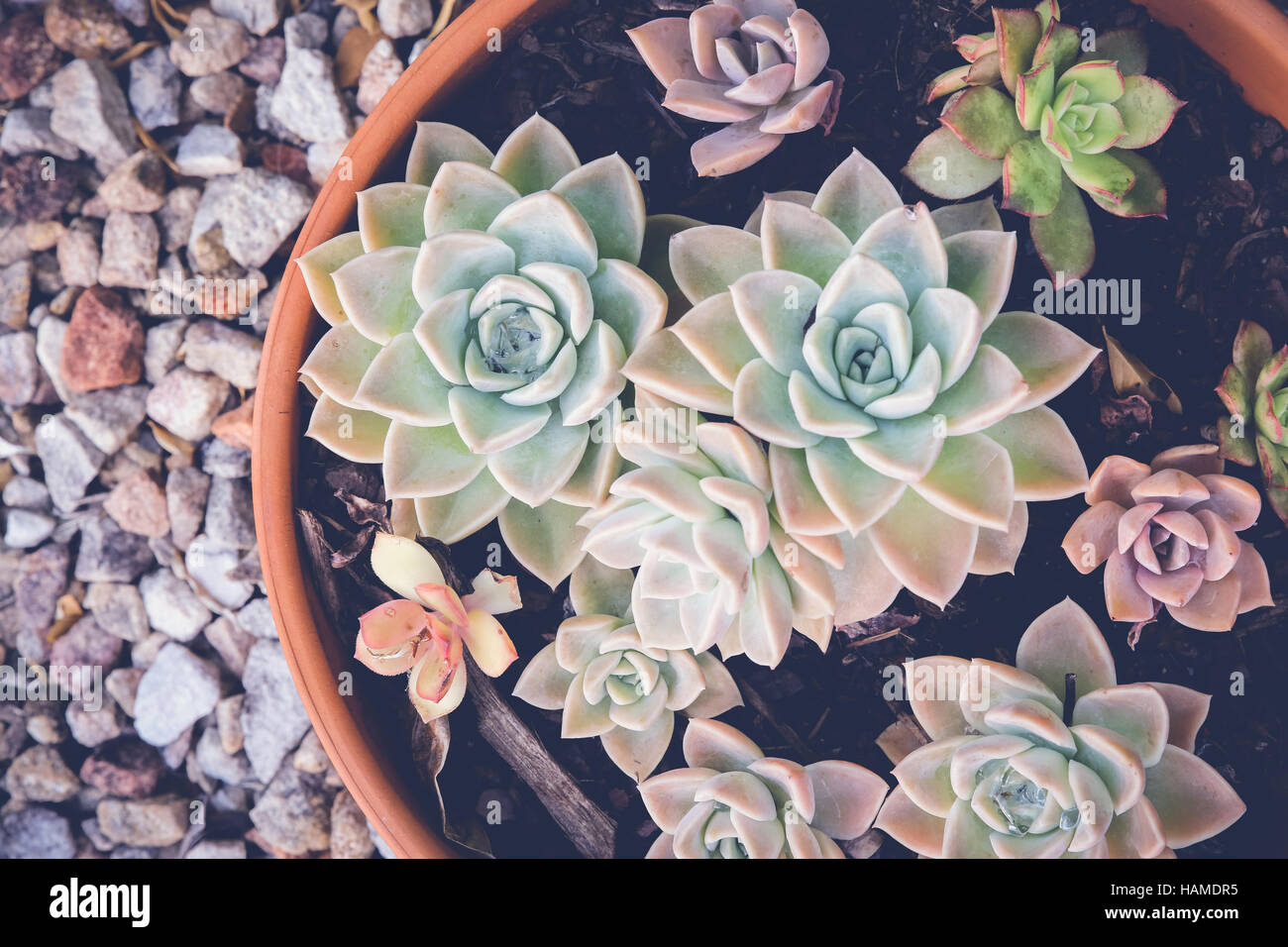 succulents in plant pot, home and garden decor Stock Photo