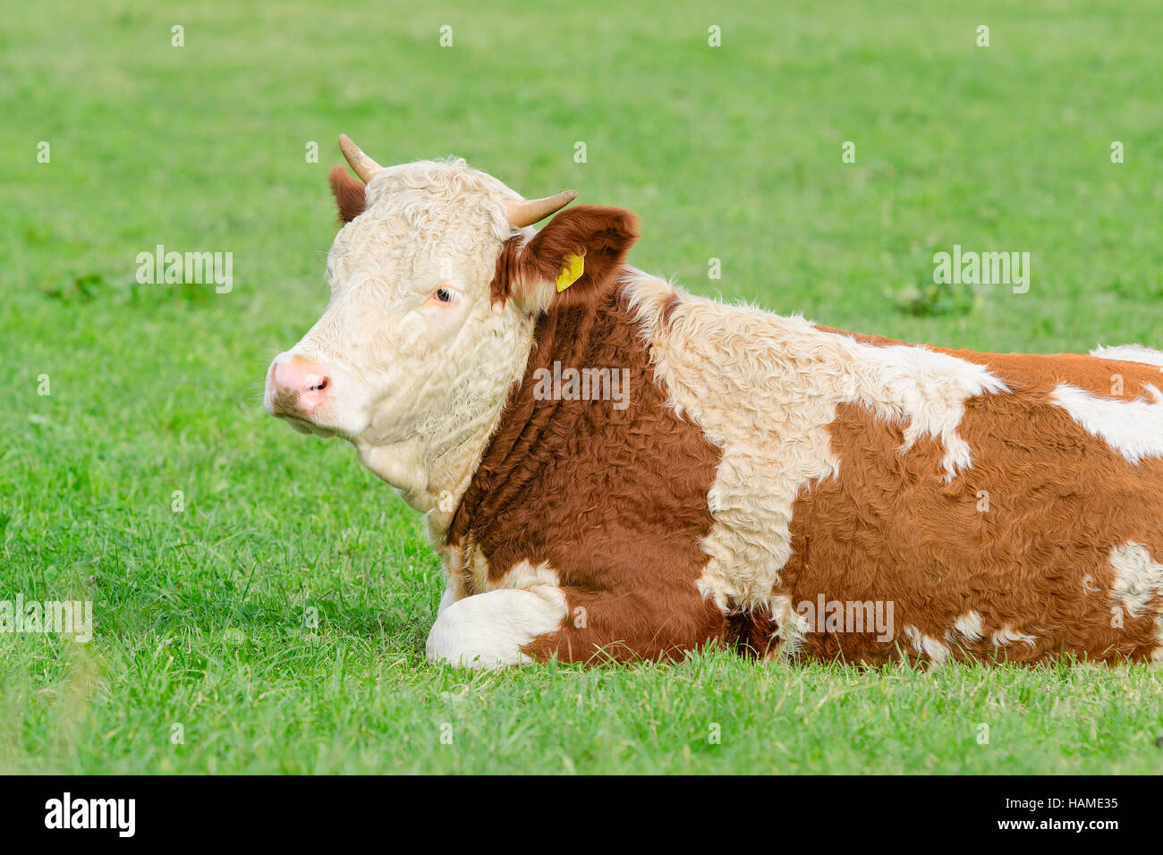 Young cow of Hereford breed lying on sunny Alpine pasture with natural fresh grass Stock Photo