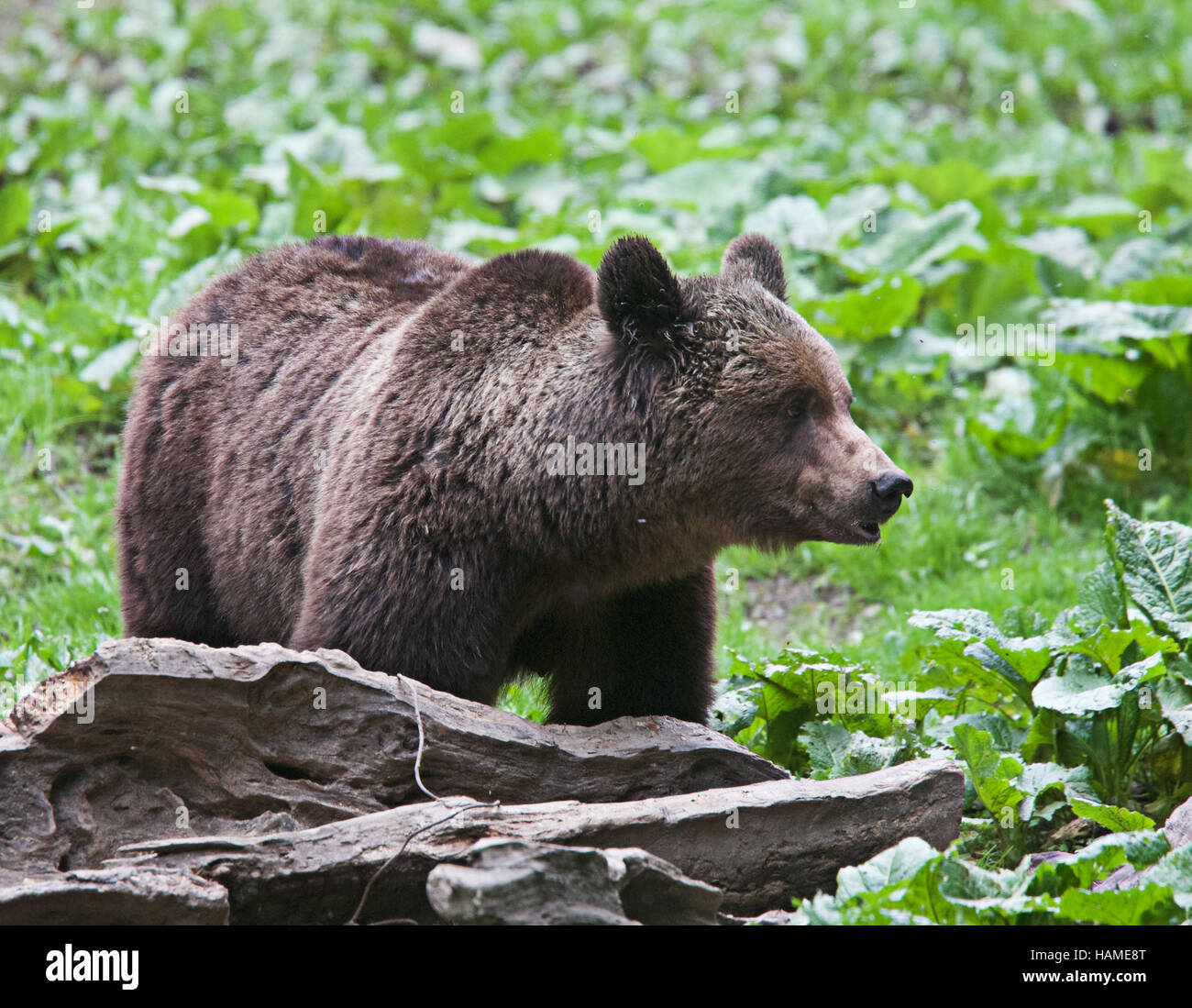 Eurasian Brown Bear (Ursus arctos), a wild animal photographed in Romania. Stock Photo