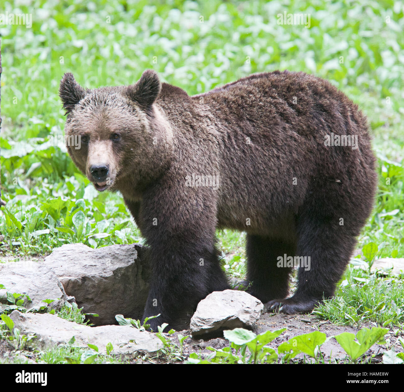 Eurasian Brown Bear (Ursus arctos), a wild animal photographed in Romania. Stock Photo