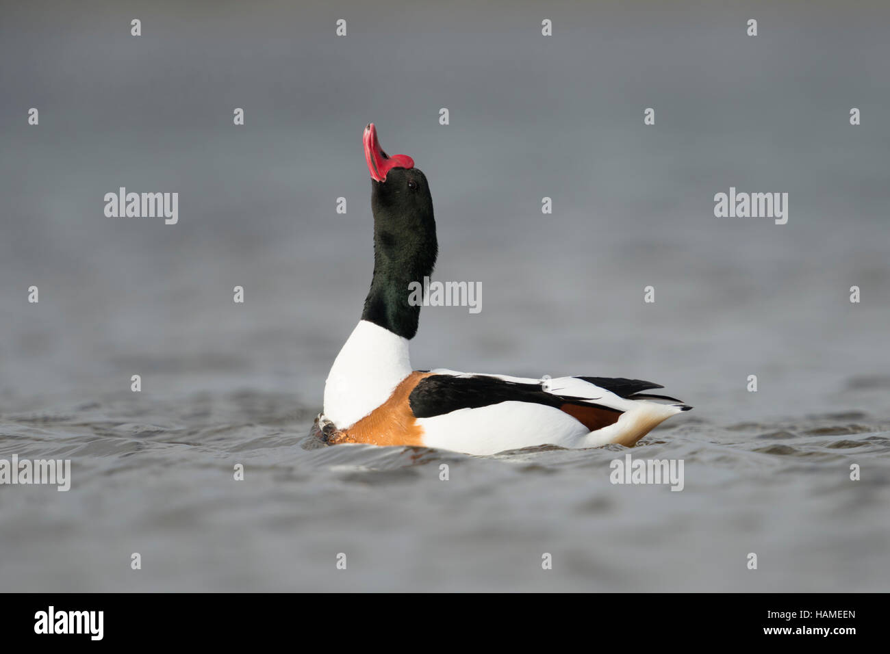 Shelduck / Brandgans ( Tadorna tadorna ), male, colorful drake, showing courtship behavior, stretching its neck and head up and down. Stock Photo