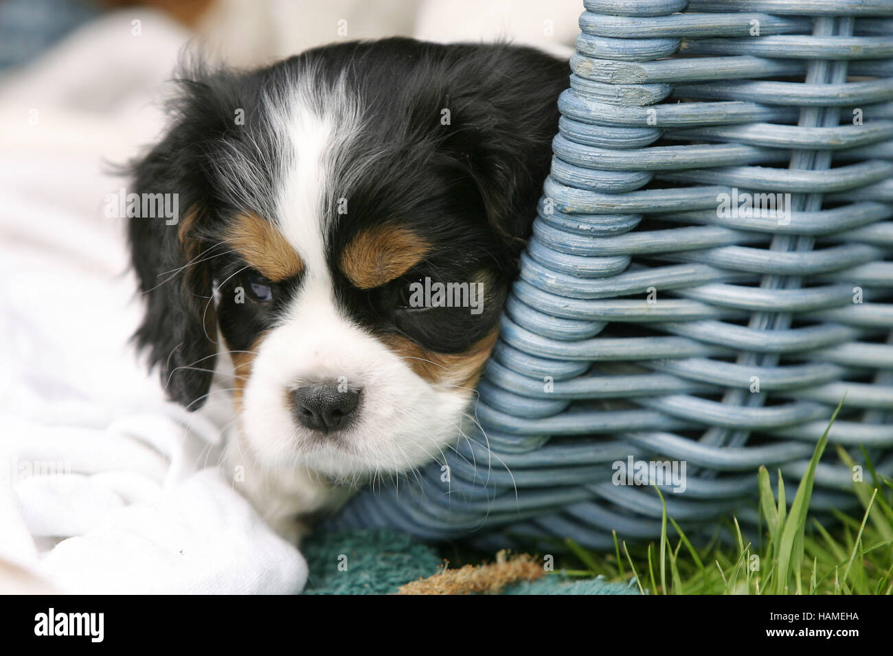Cavalier King Charles Spaniel Stock Photo Alamy