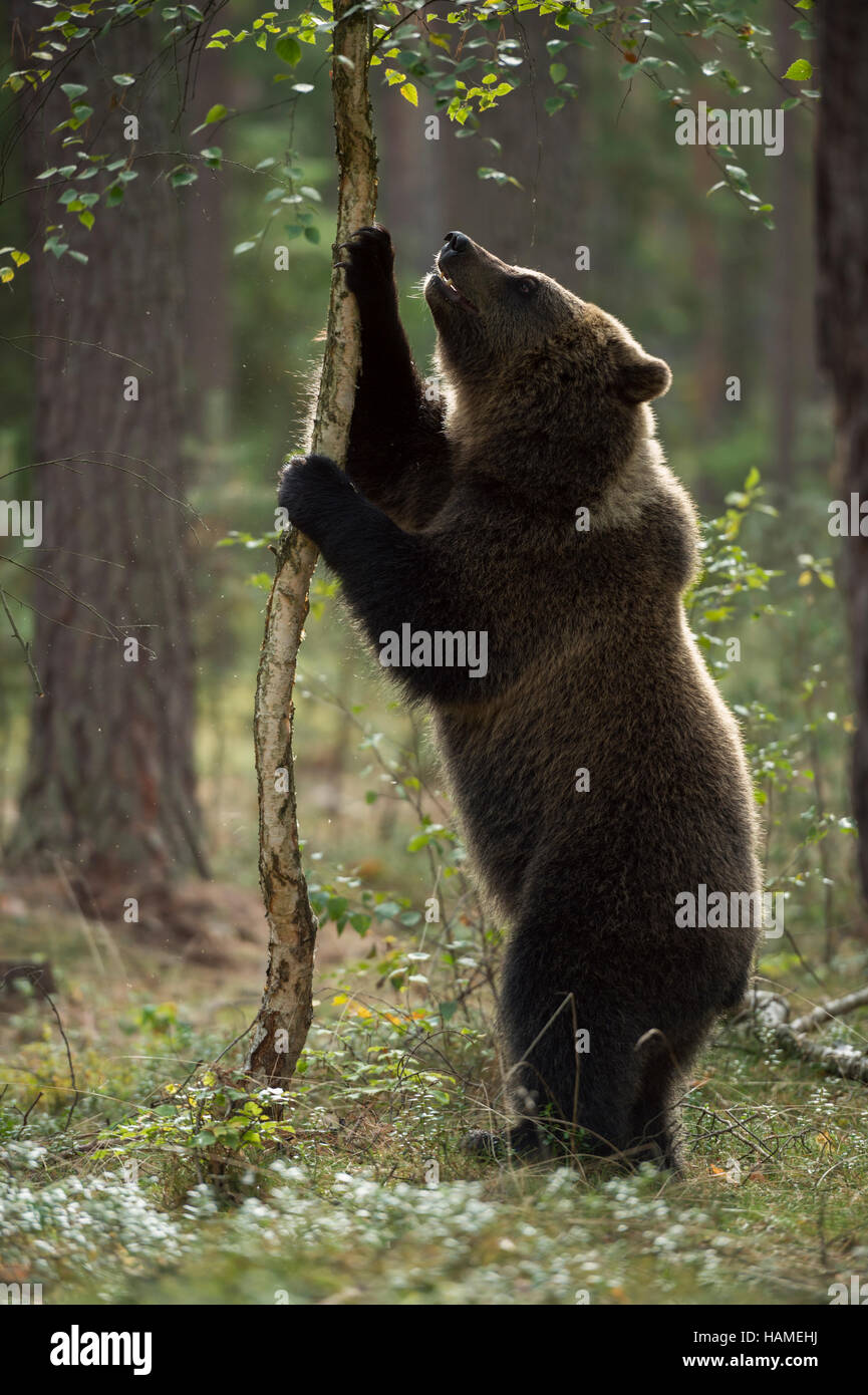 European Brown Bear / Europaeischer Braunbaer ( Ursus arctos ), young animal, exploring its surrounding, standing on hind legs, funny. Stock Photo