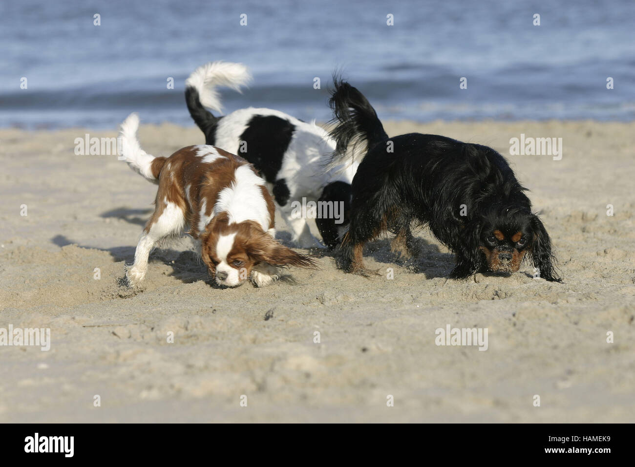 Nanyuk Hundewarnschild – Cavalier King Charles Spaniel Metallschild 30,5x20 Cm (A4) | Aluminium 0,5 Mm