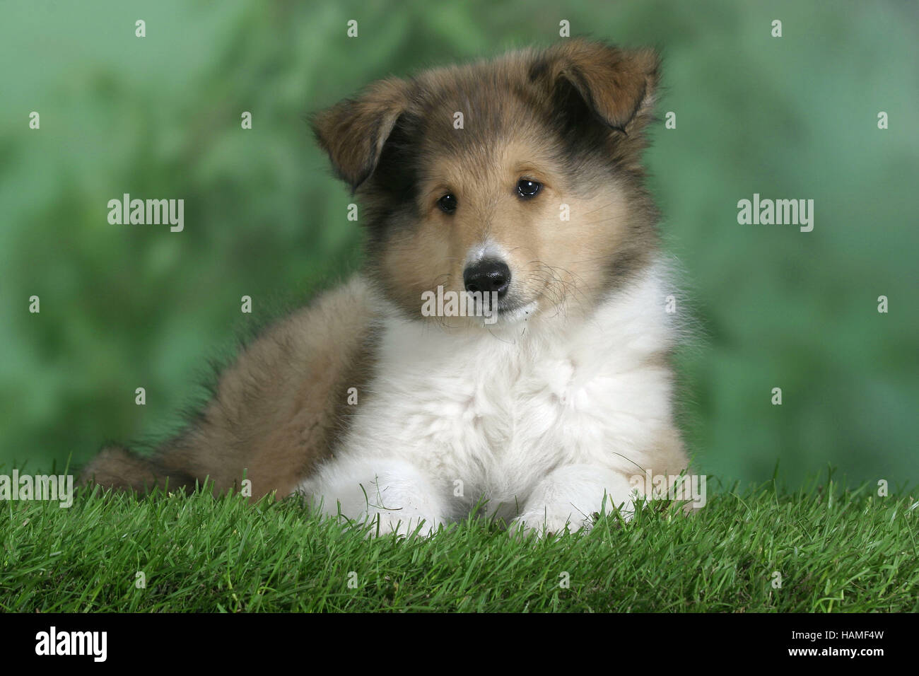 Rough Collie / Schottischer Schaeferhund Stock Photo