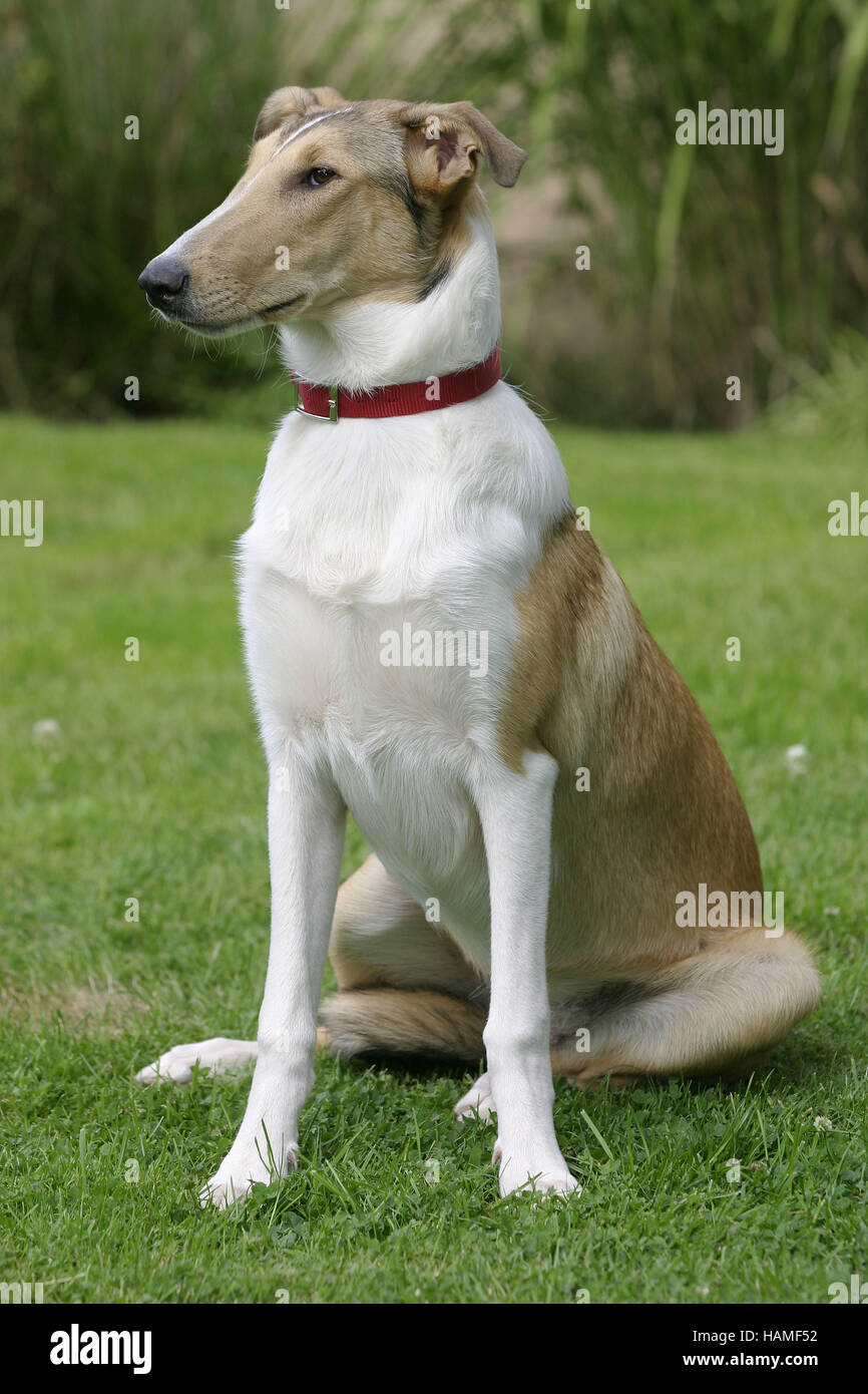 Smooth Collie Stock Photo