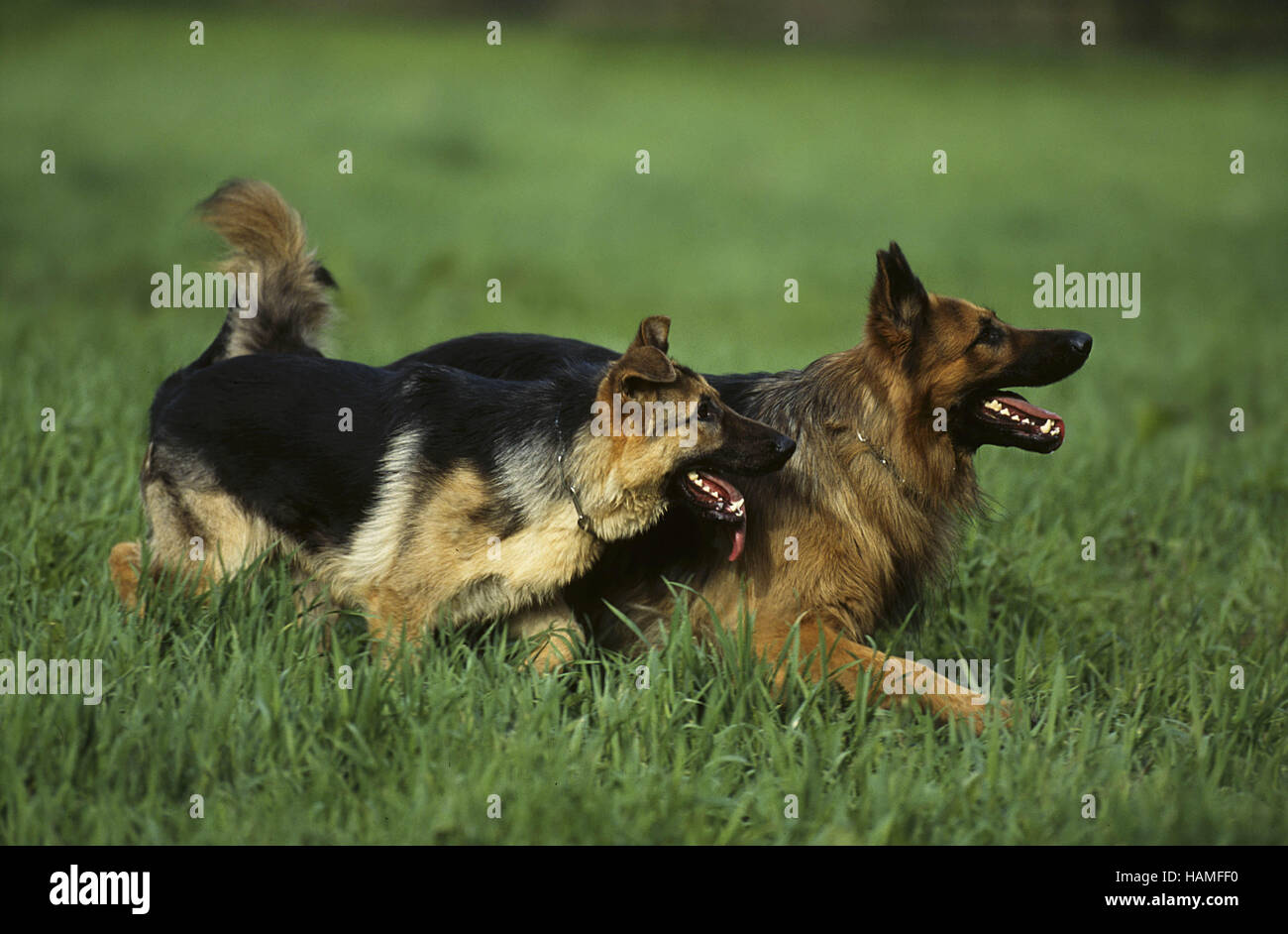 Fight german shepherd dog hires stock photography and images Alamy