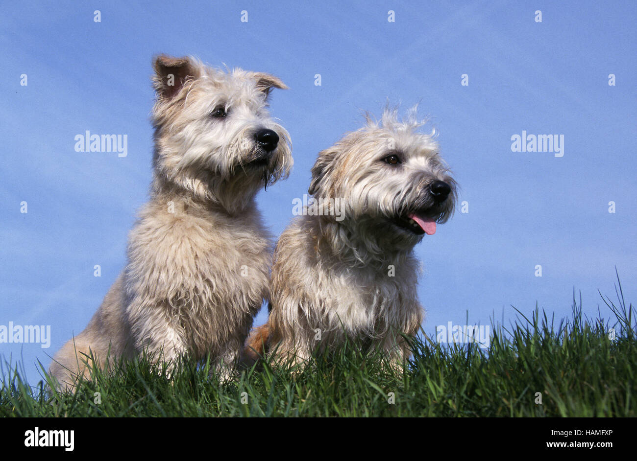 irish glen of imaal terrier