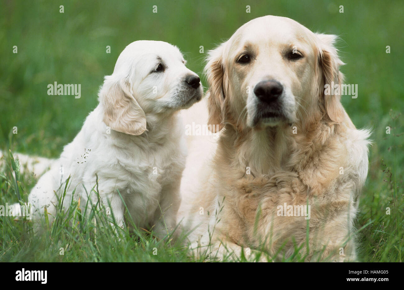 Golden retriever dog Stock Photo - Alamy