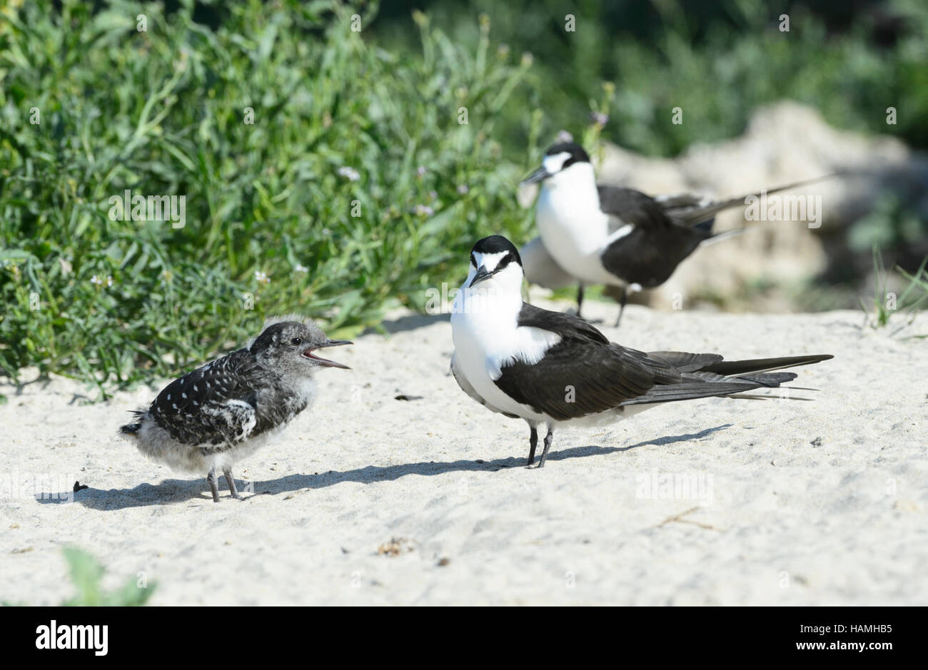 Sooty Tern (Sterna fuscata) with its begging chick, Lord Howe Island, New South Wales, NSW, Australia Stock Photo