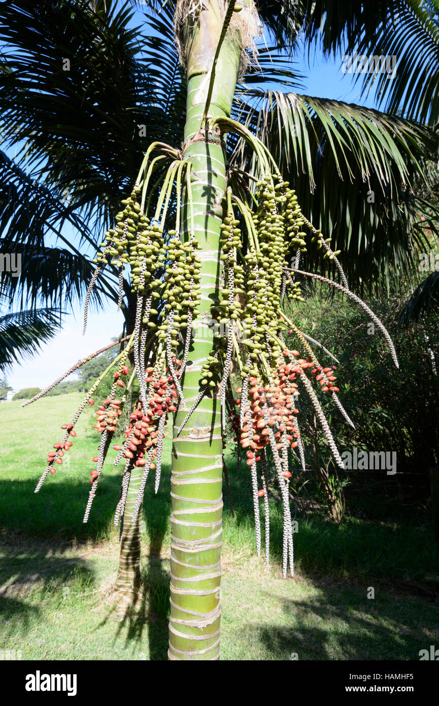 Kentia Palms fruiting (Howea forsteriana), Lord Howe Island, New South