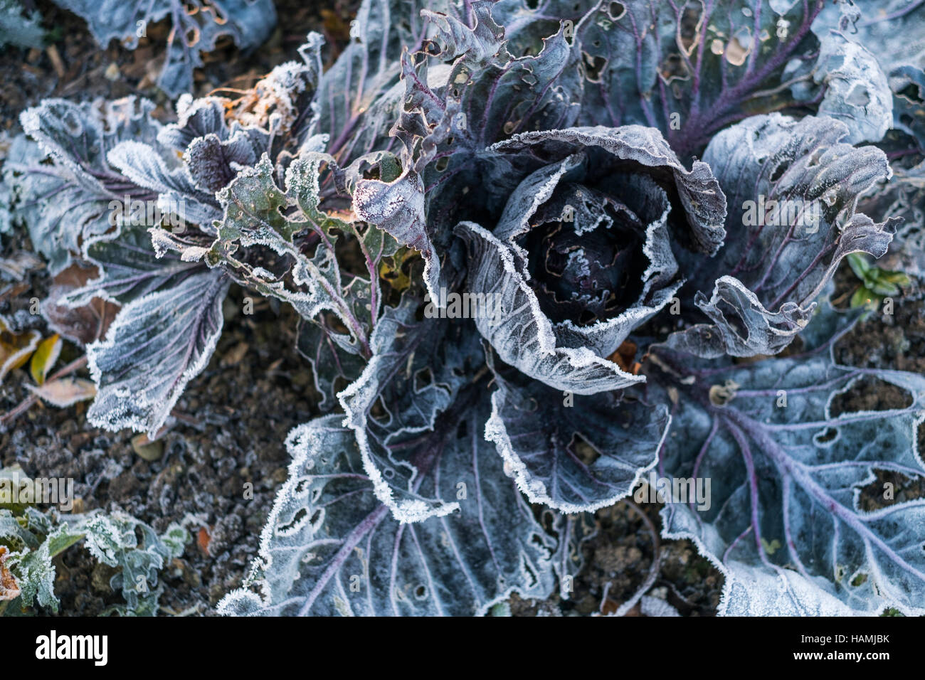 Frost and ice on plants and vegetables on an allotment garden on a freezing cold winter morning, UK Stock Photo