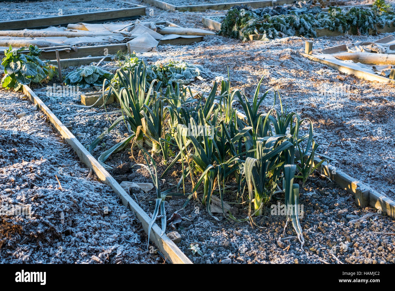 Frost and ice on plants and vegetables (leeks) on an allotment garden on a freezing cold winter morning, UK Stock Photo