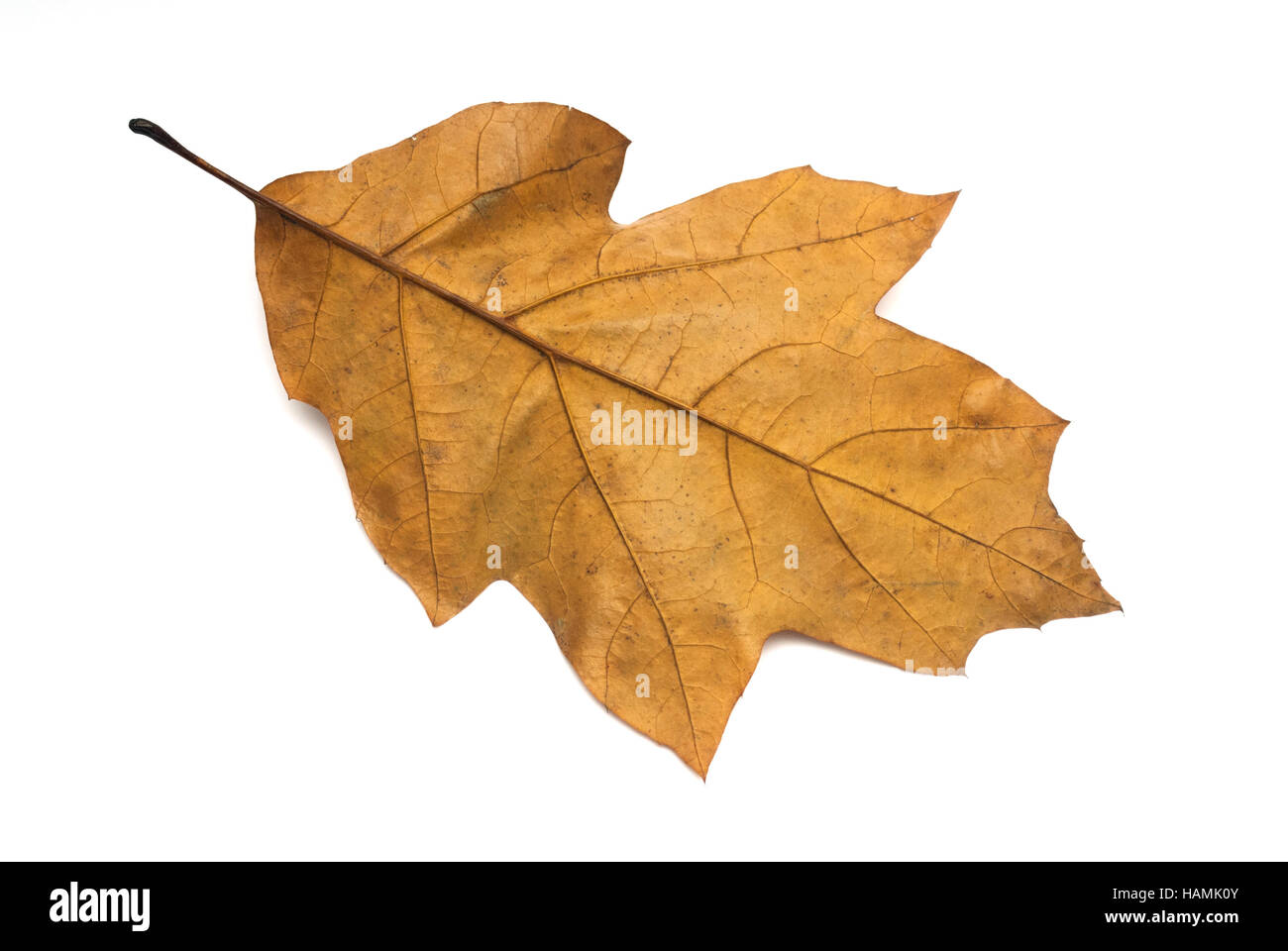 Dry leaf showing veins Stock Photo