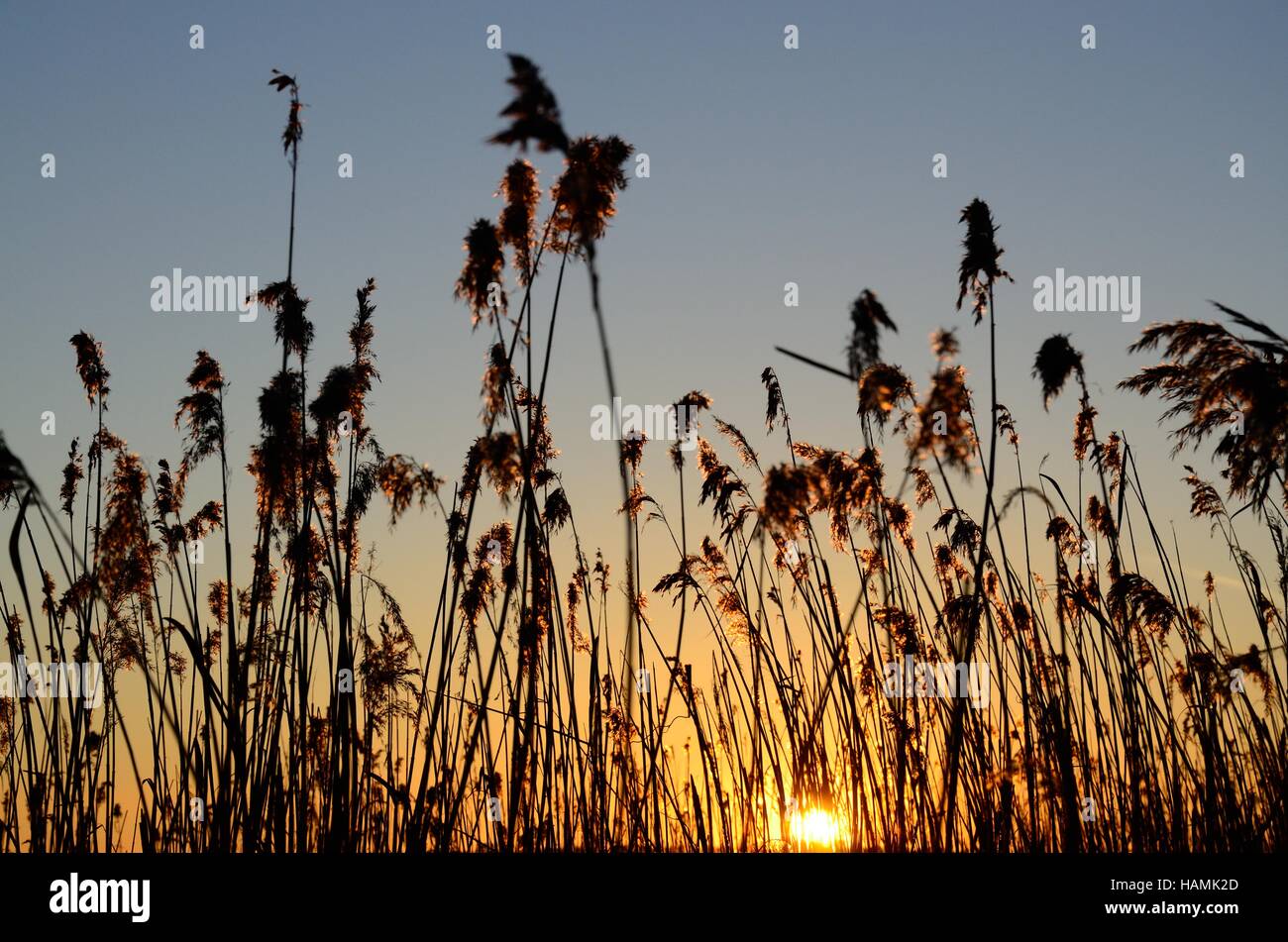 Sun setting through common reed Phragmites australis Stock Photo