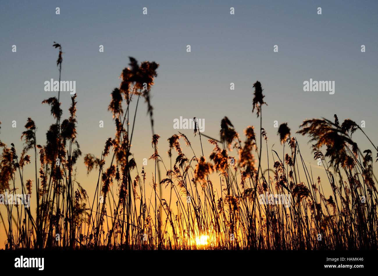 Sun setting through common reed Phragmites australis Stock Photo