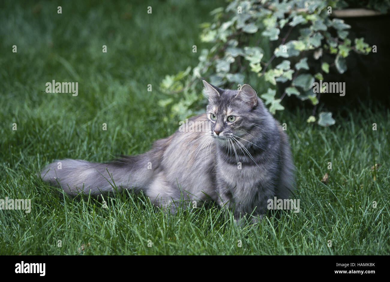 Norwegian Forest Cat Stock Photo Alamy