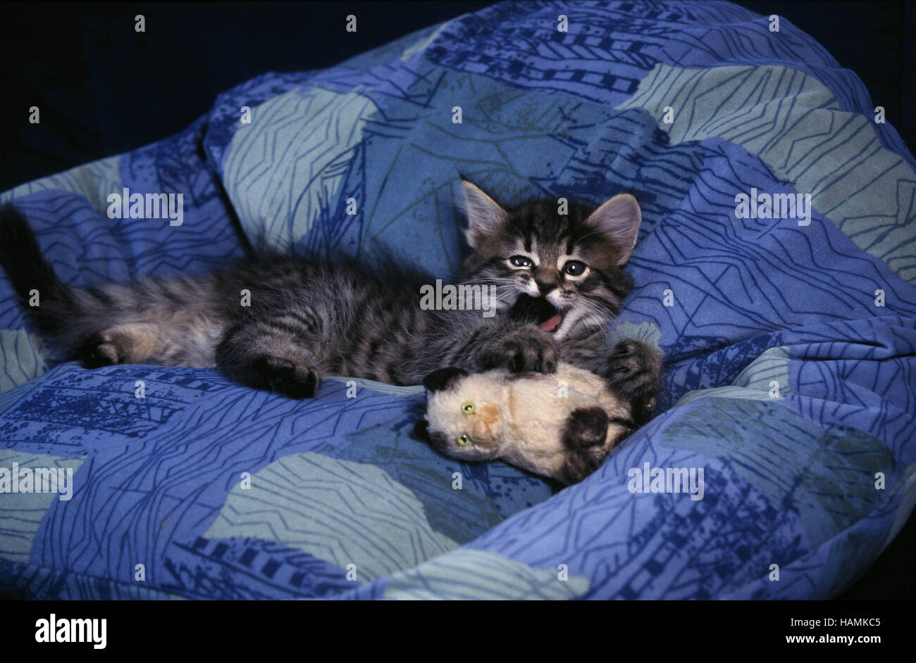 Norwegian Forest Cat Stock Photo Alamy