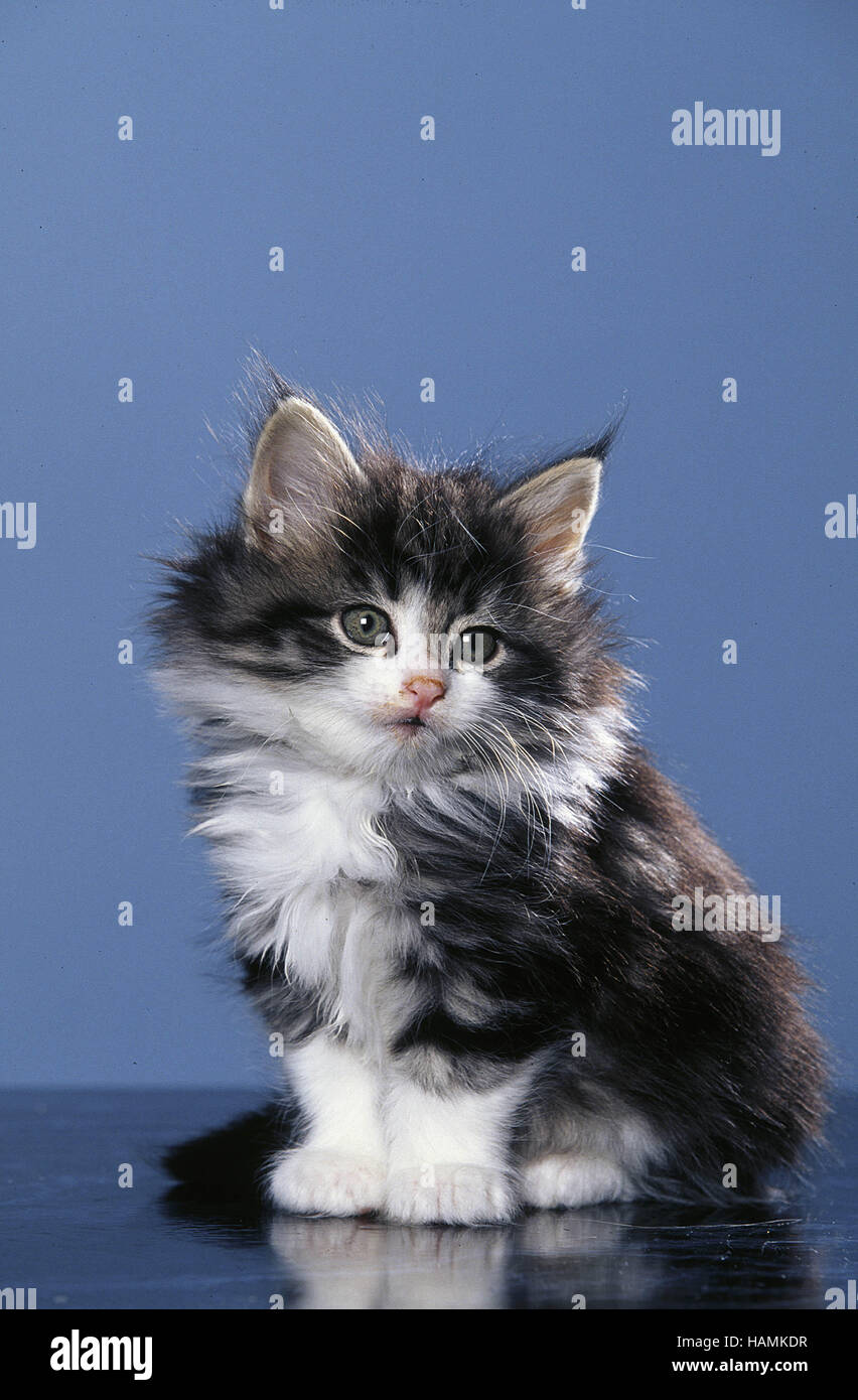 Norwegian Forest Cat Stock Photo Alamy