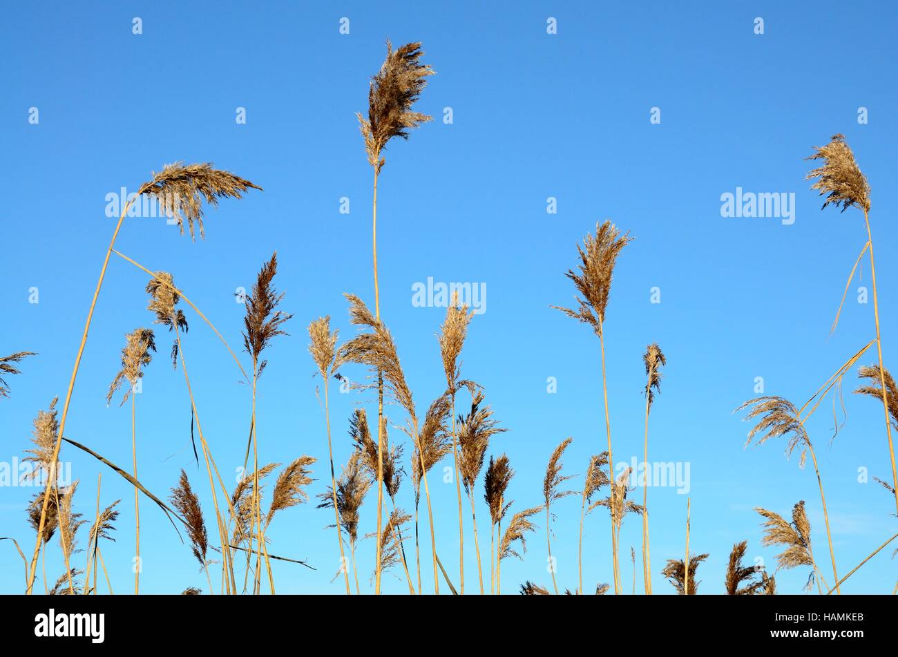 Phragmites australis Common Reed against a blue sky Stock Photo
