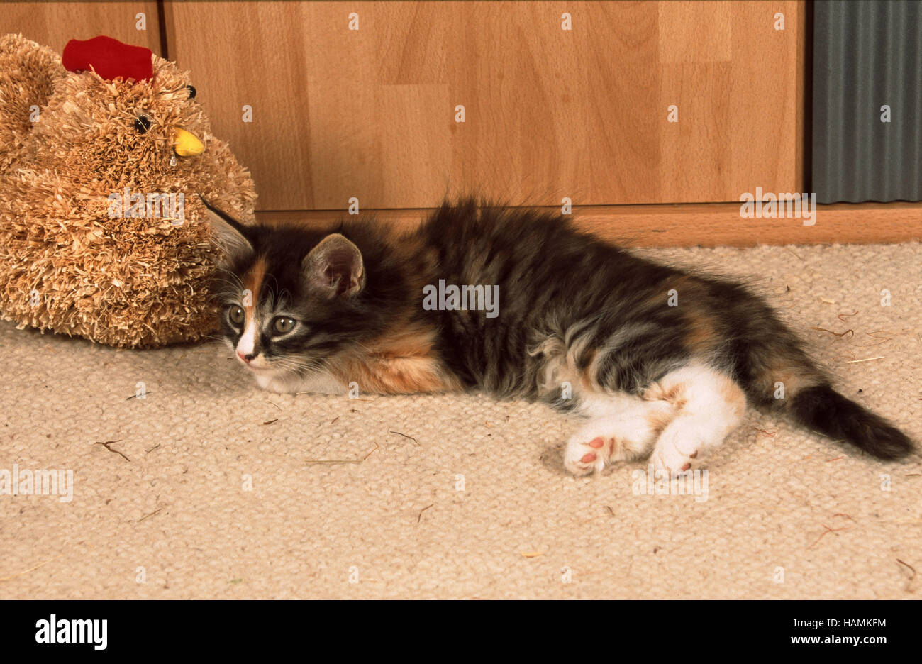 Norwegian Forest Cat Stock Photo Alamy