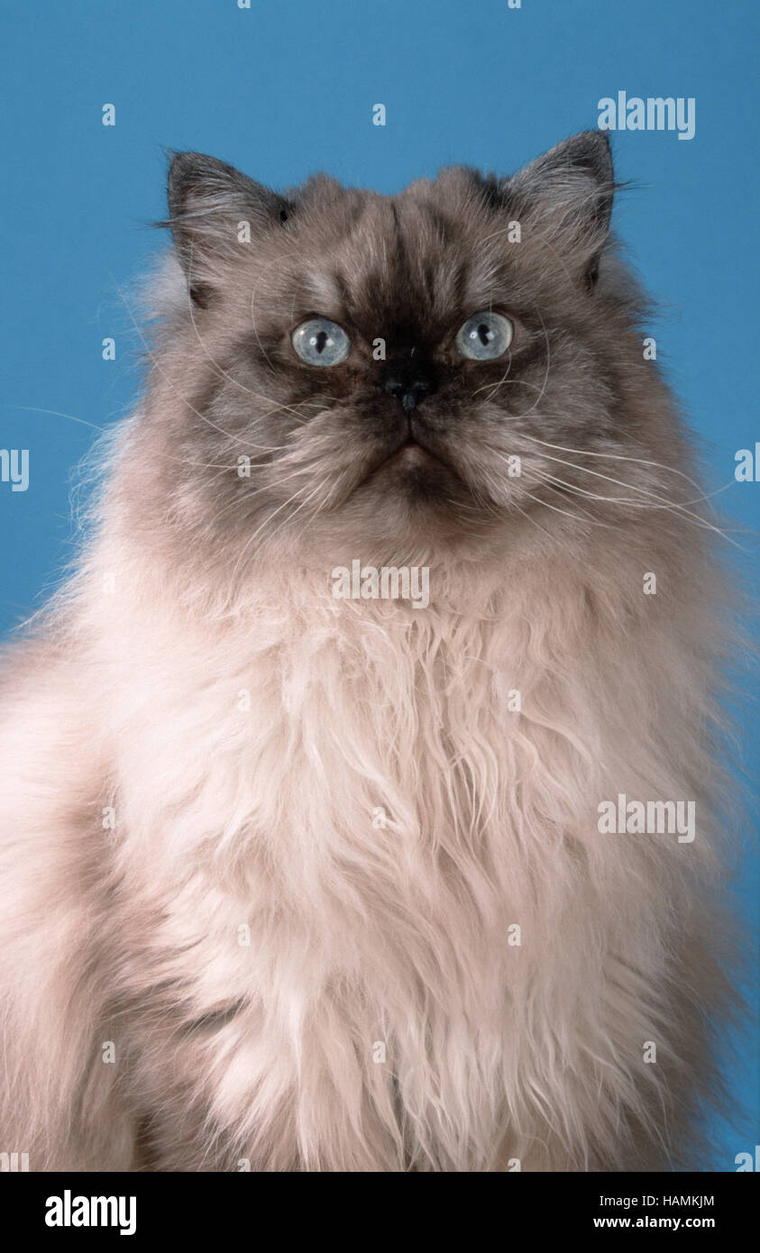 Colorpoint Persian Cat Hi Res Stock Photography And Images Alamy