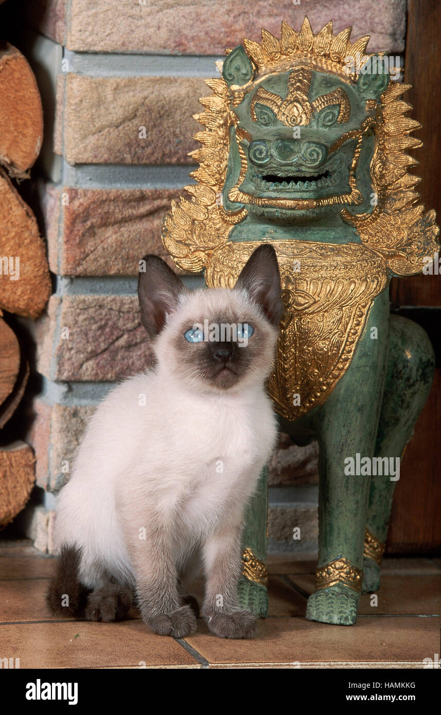 Classic Siamese Cat Stock Photo