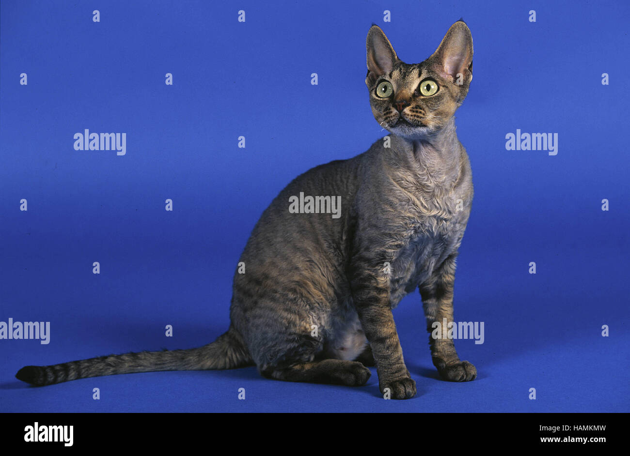 Devon-Rexkatze / Devon Rex Cat Stock Photo - Alamy