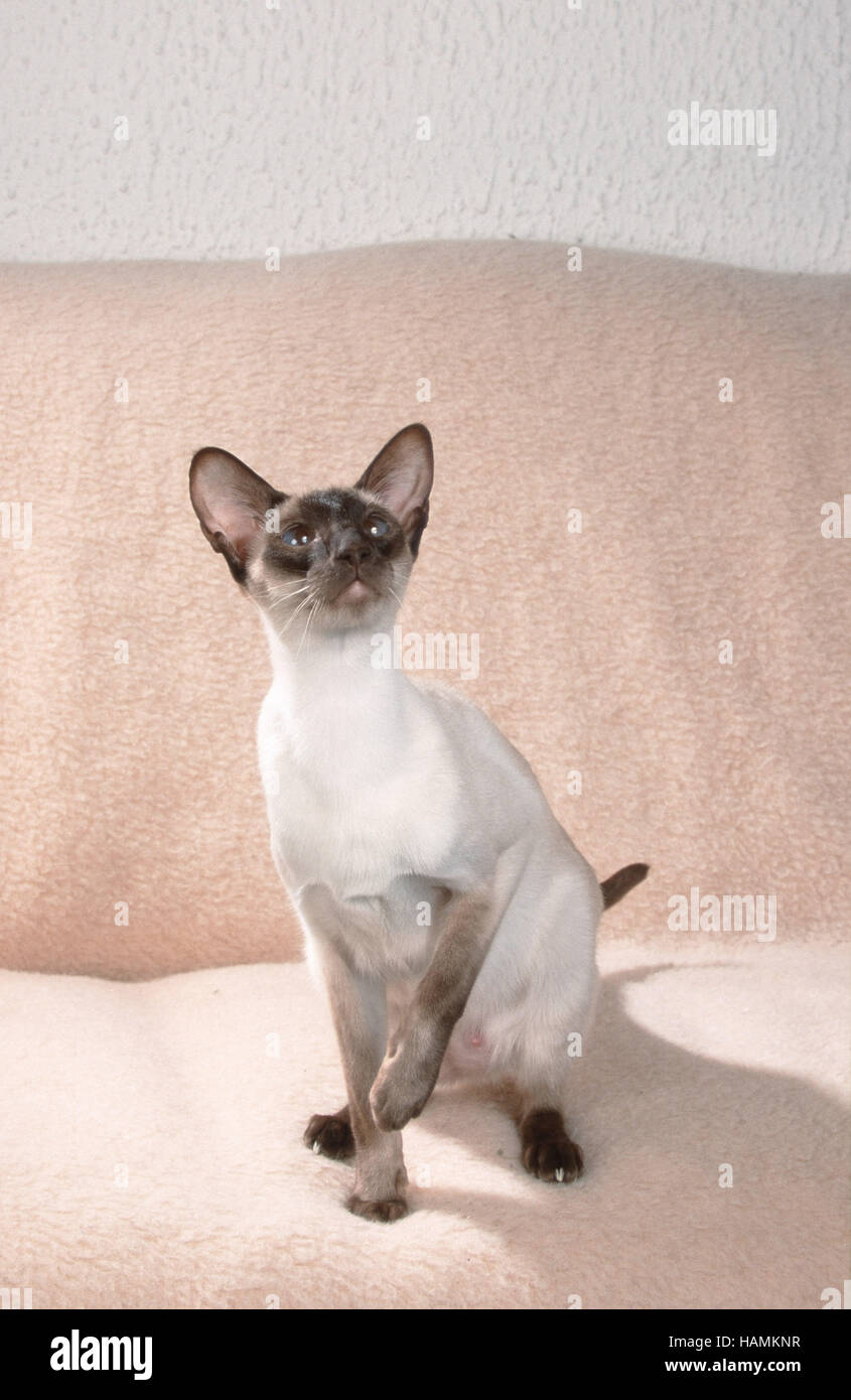 Siamese Cat / Siamese / Siamkatze Stock Photo