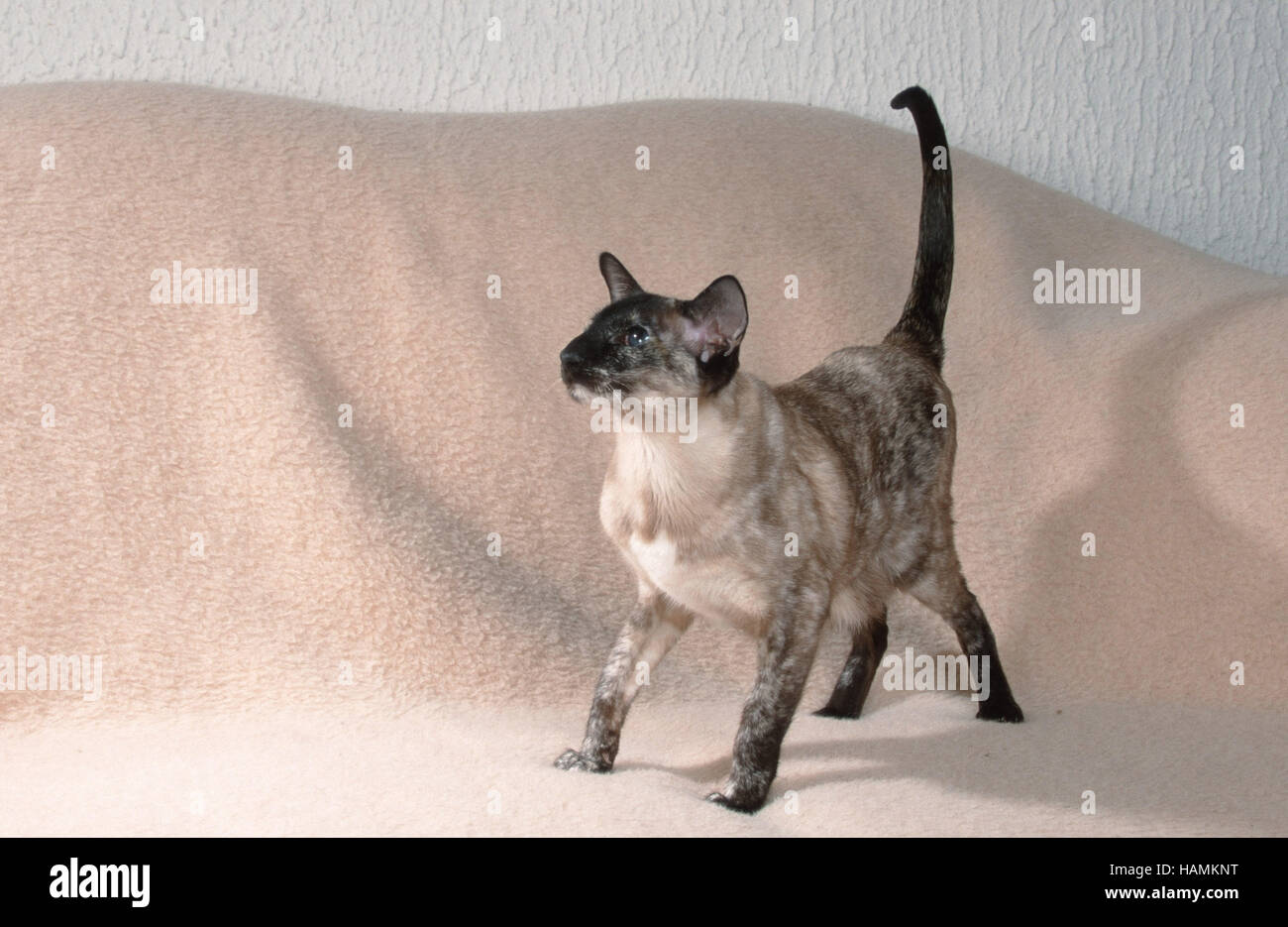 Siamese Cat / Siamese / Siamkatze Stock Photo