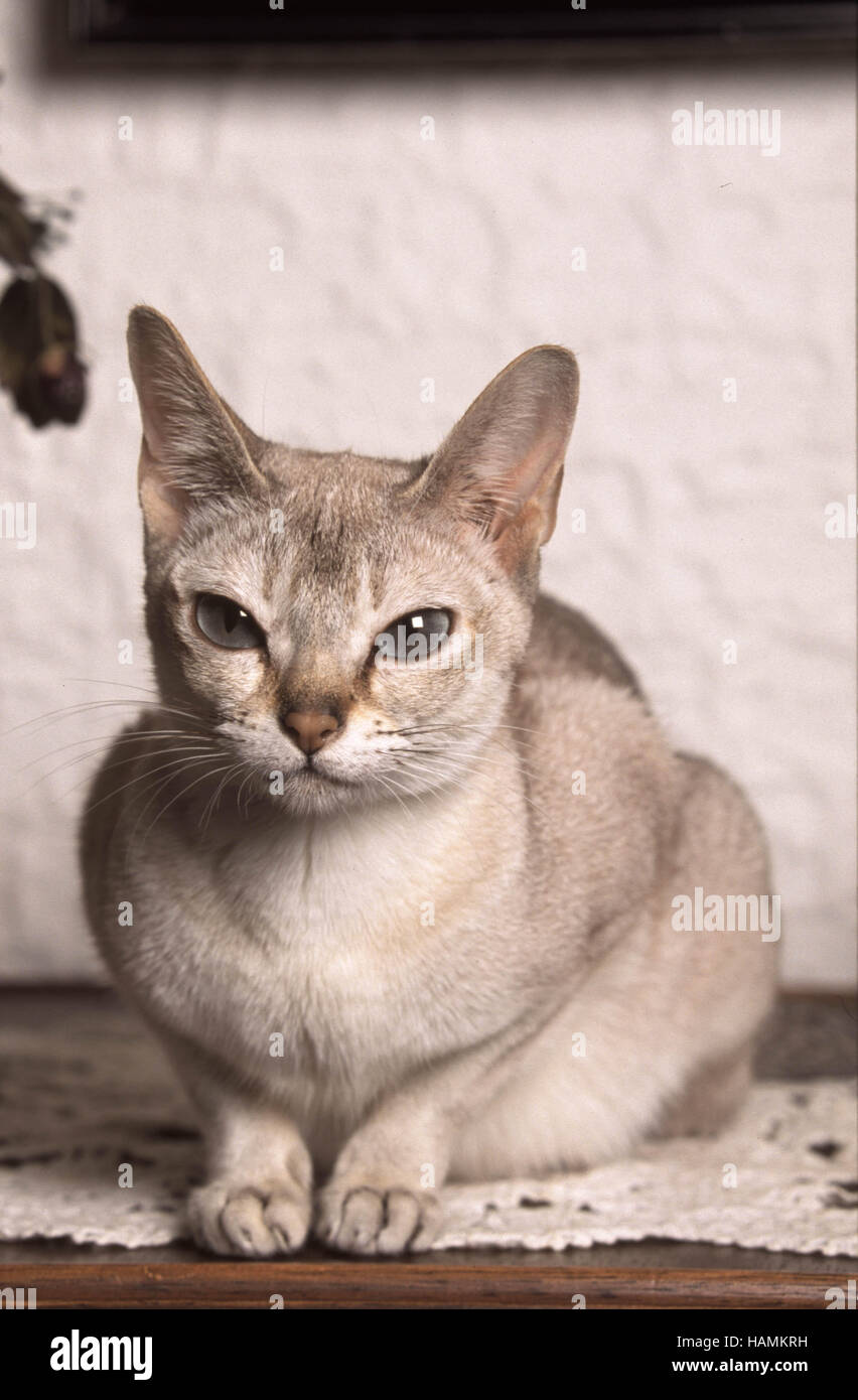 Singapura Cat Stock Photo