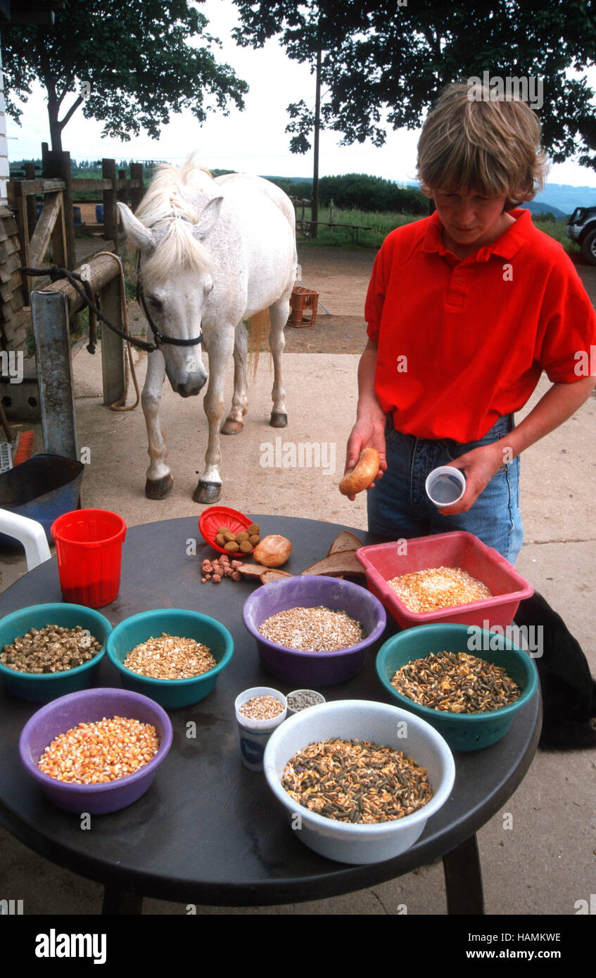 Pferdepfleger bei der Arbeit Stock Photo