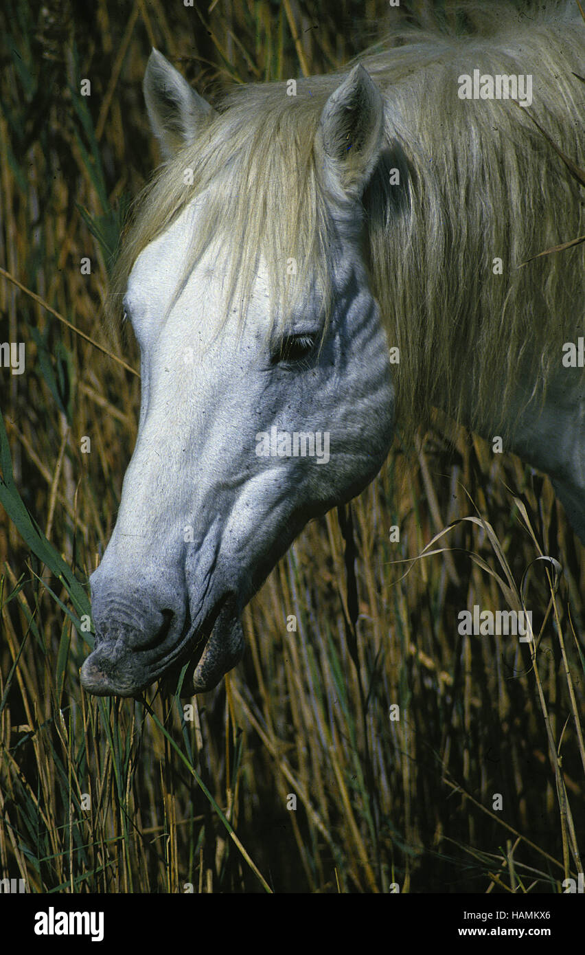 Camargue horse / Camargue-Pferd Stock Photo