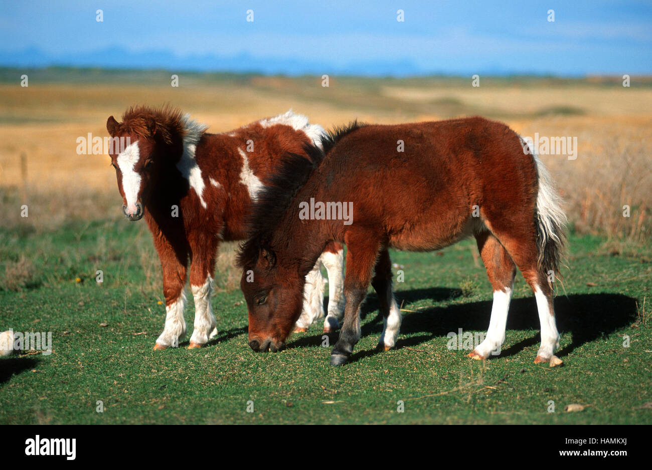 Falabella Miniature Horse Stock Photo