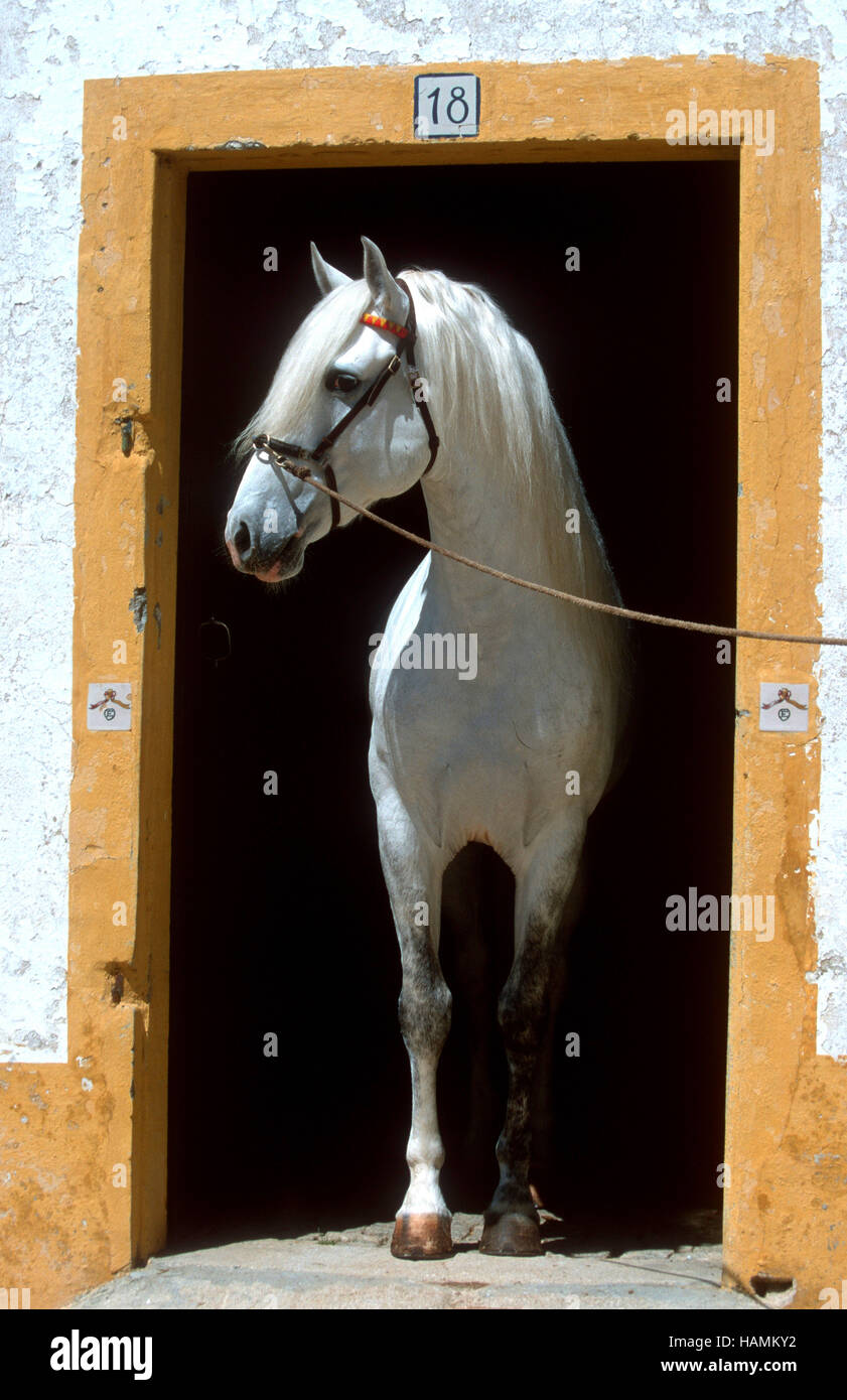 lusitano Stock Photo