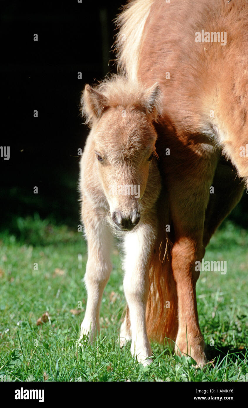 Mini Shetland Pony Stock Photo