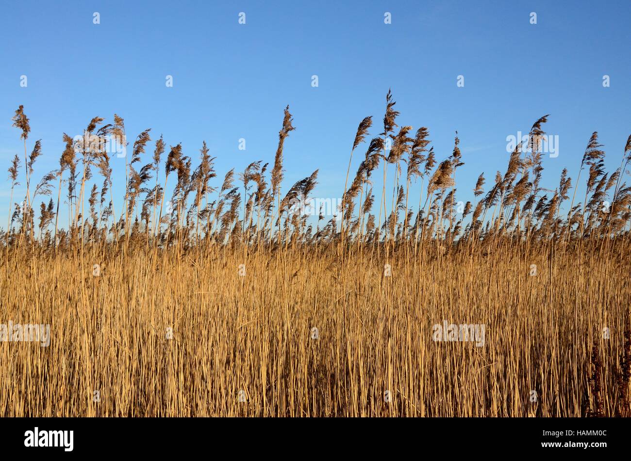 a bed of  Phragmites australis  Common Reed against a blue sky Stock Photo