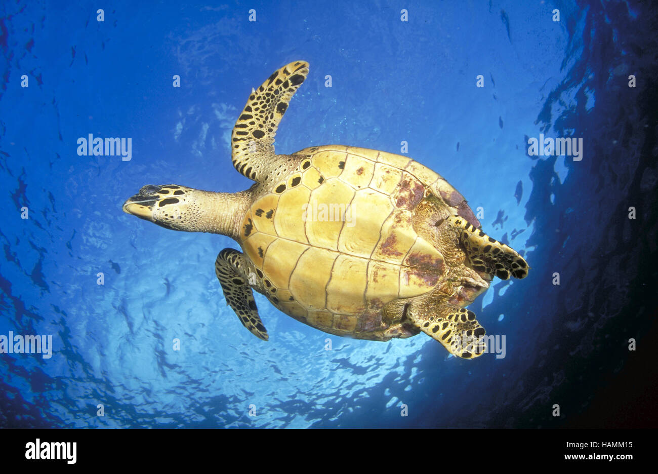 Turtle Stock Photo