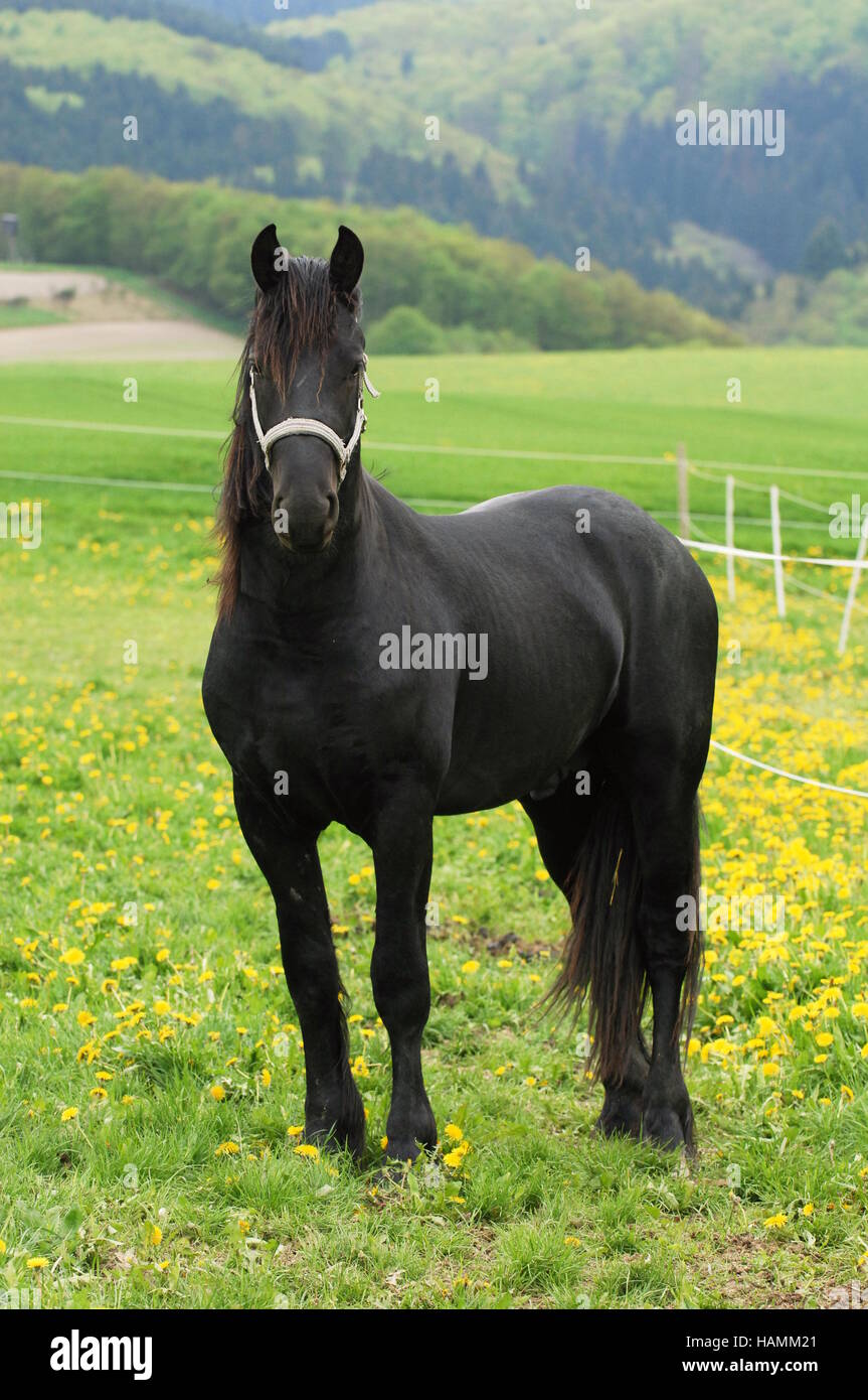 Friesian Horse Stock Photo