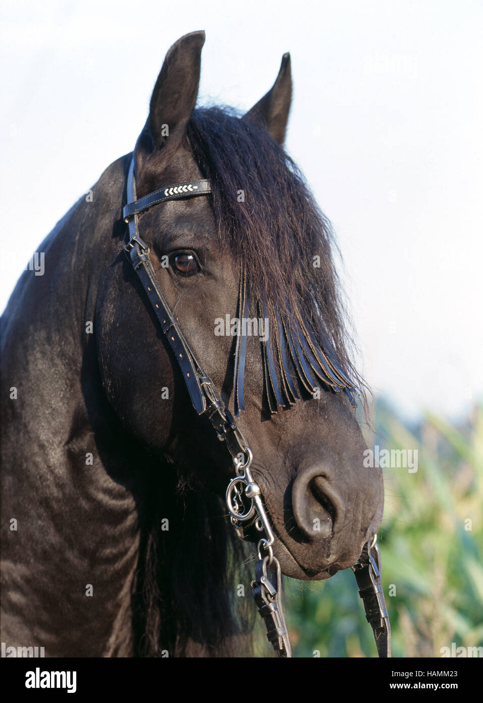 Friesian Stallion (male horse) Stock Photo