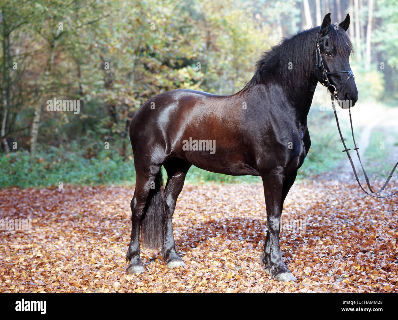 Friesian mare / Friesenstute Stock Photo