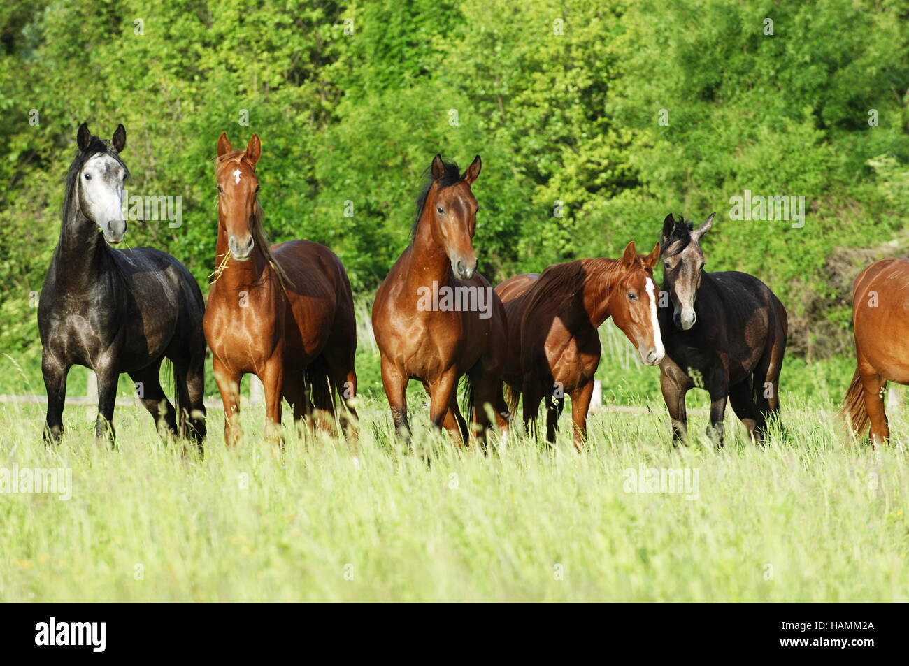 Gidran Horse Stock Photo