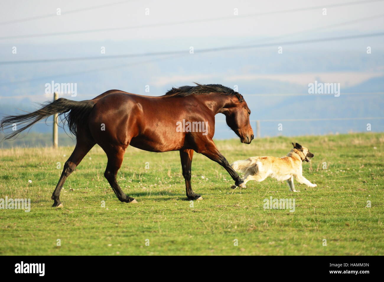 quarter horse stute und hund Stock Photo