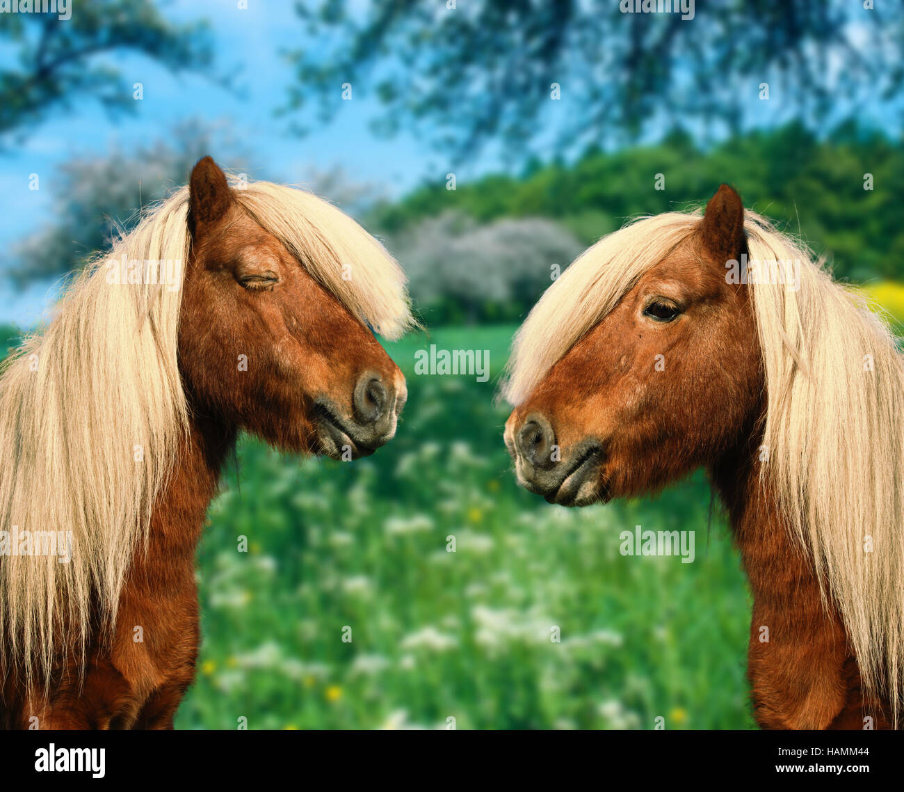Pferd lachend nahaufnahme hires stock photography and images Alamy