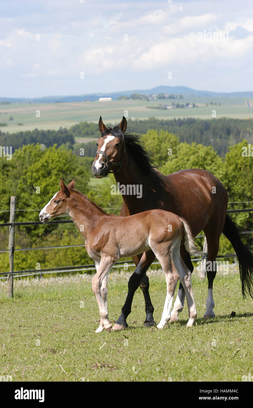 German warmblood Horse, mare with foal Stock Photo