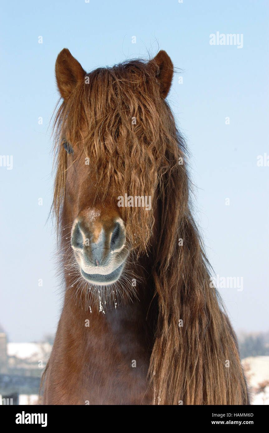 Icelandic Horse Stock Photo