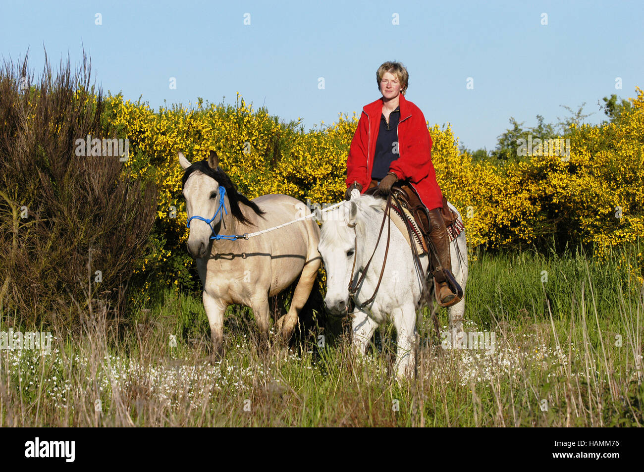 Mangalarga Marchador Stallion Stock Photo