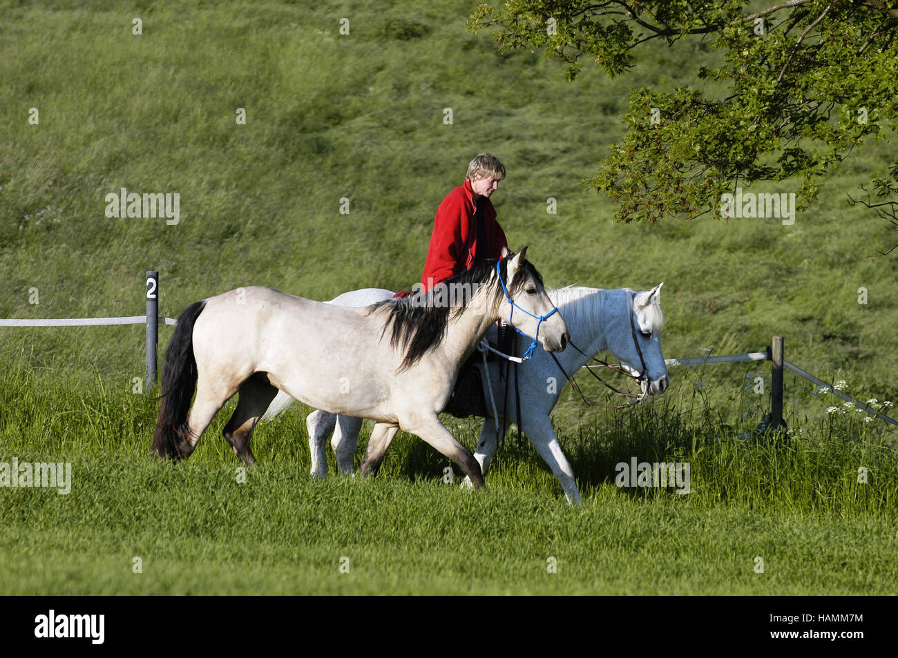 Mangalarga Marchador Stallion Stock Photo