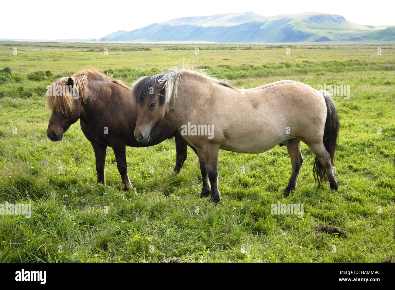 Islandic Horse Stock Photo